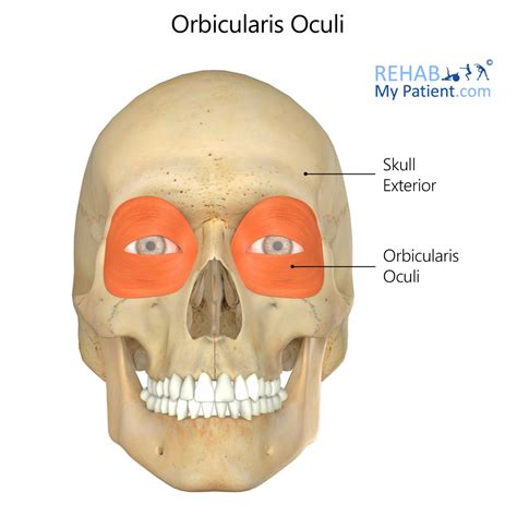 Illustration showing the orbicularis oculi muscle and the location of the jelly roll.
