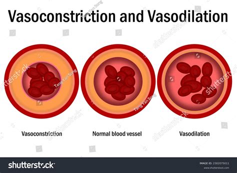 Diagram showing the effect of temperature vs. caffeine on blood vessel dilation