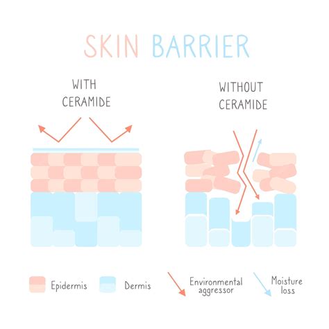 Infographic showing the skin barrier and the role of ceramides