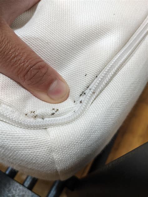 Close-up image of bedbugs on a mattress seam