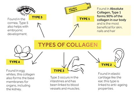 Diagram illustrating the different types of collagen and their locations in the body