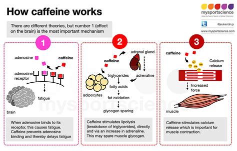 Diagram showing the action of caffeine on the 5-alpha-reductase enzyme