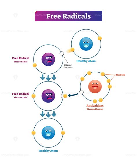 Infographic illustrating the antioxidant action of rosehip oil on free radicals and skin cells.