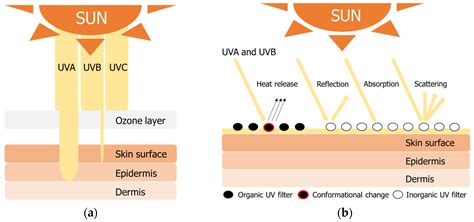 Illustration of a baby's sensitive skin being protected from the sun