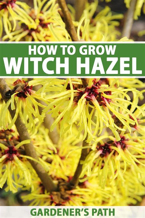 Infographic illustrating the witch hazel plant and its key components