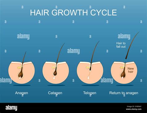 Diagram illustrating the hair growth cycle and the impact of clogged follicles.