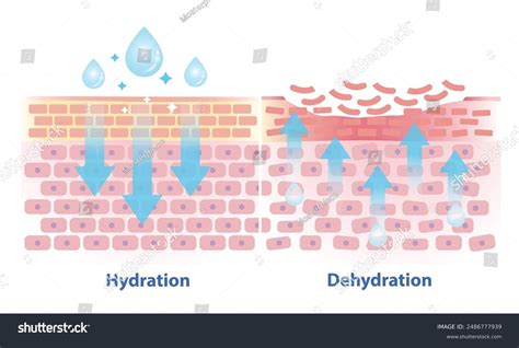 Diagram illustrating the mechanism of Aquaxyl in increasing skin hydration by boosting NMFs.