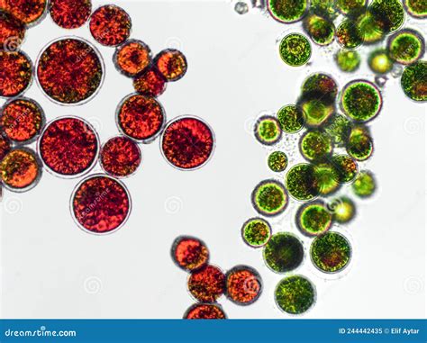 Microscopic image of Haematococcus Pluvialis algae and illustration of astaxanthin's antioxidant properties.