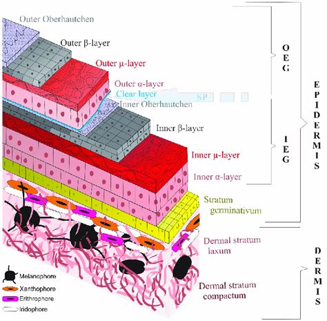 Illustration showing the layers of dirt, oil, and makeup accumulating on the skin throughout the day.