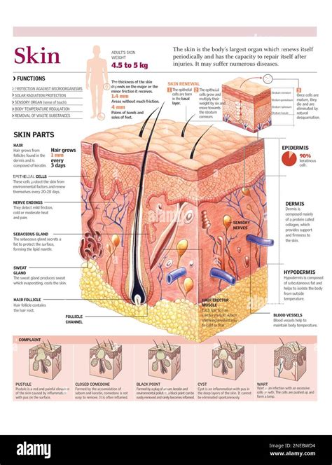 Infographic showing the layers of the skin and their functions