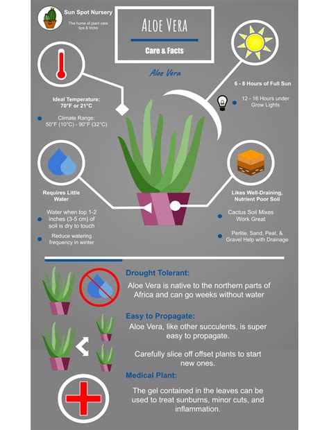 Close-up infographic showcasing the benefits of Walnut Oil, Vitamin E, Jojoba Oil, and Aloe Vera for sun care.