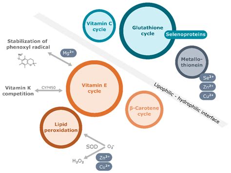 Infographic illustrating the benefits of Vitamin E for skin: antioxidant protection, hydration, anti-inflammatory effects, and scar reduction.