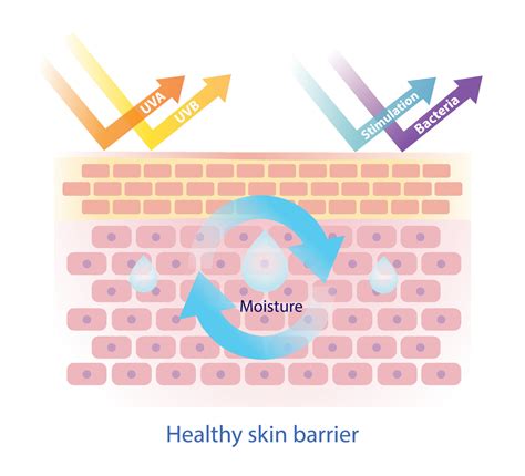 Diagram illustrating the molecular structure of Squalane and its role in skin hydration and barrier function.