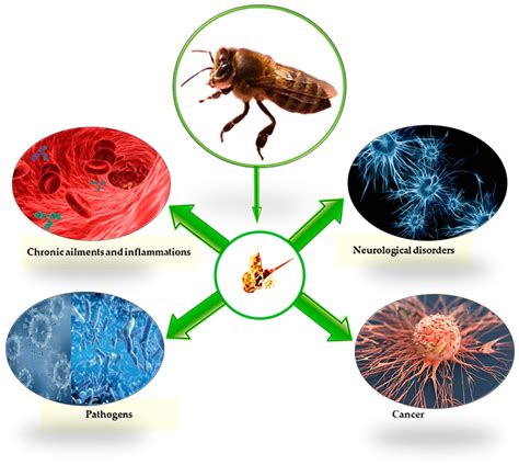 Infographic illustrating the key compounds found in bee venom and their potential effects.
