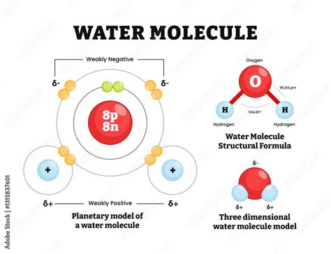 Diagram illustrating the molecular structure of water and its role as a solvent in cosmetics.