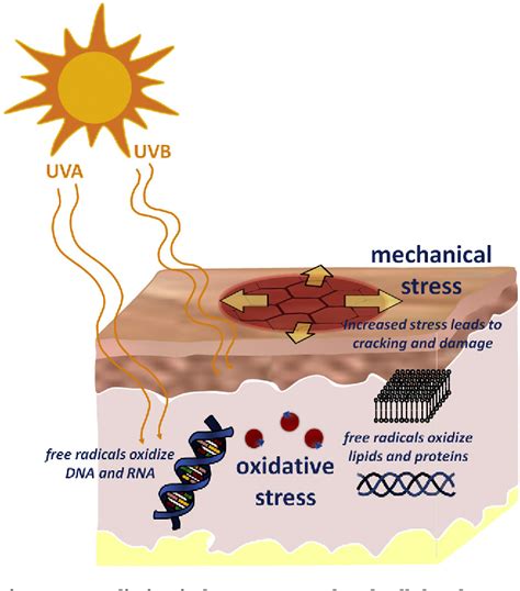 Diagram illustrating the chain reaction of free radical damage in the skin caused by UV exposure.