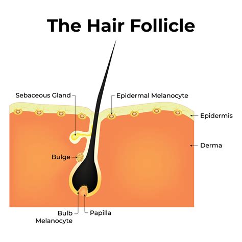Illustration of a healthy scalp with strong hair follicles