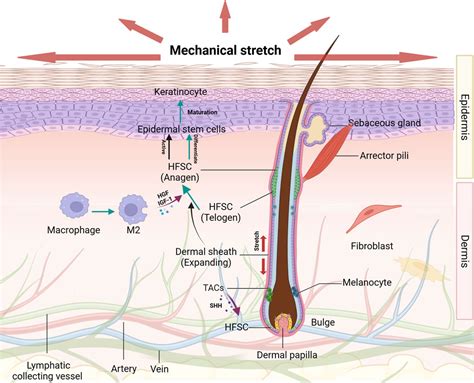 Visual representation of caffeine's effect on hair follicles and microcirculation