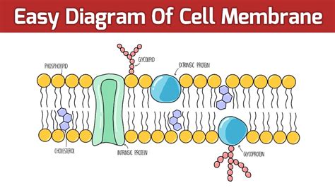 Diagram illustrating a cell membrane with sulfur's role in maintaining flexibility and permeability.