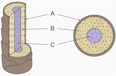 Close-up microscopic view of hair shaft cross-section highlighting keratin structure.
