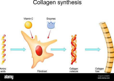 An infographic showing the process of collagen synthesis in the skin and the role of vitamin C.