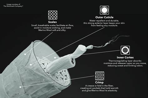 Infographic illustrating the microscopic structure of wool fiber, highlighting its hollow core and crimped shape for insulation and cushioning.