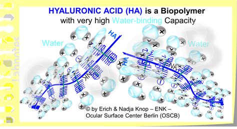 Illustration showing hyaluronic acid molecules attracting and binding water molecules to hair strands.