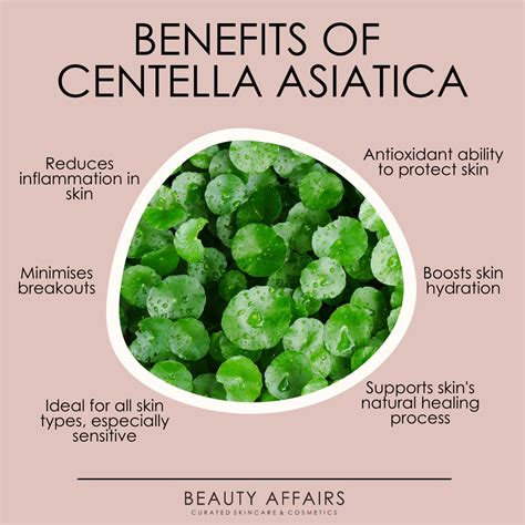 Infographic detailing the benefits and origins of Centella Asiatica