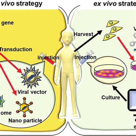 Diagram explaining different types of scientific studies used to validate cosmetic ingredients (in vitro, ex vivo, in vivo, clinical, review).