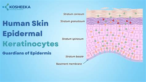 Illustration of keratinocytes migrating through the epidermal layers