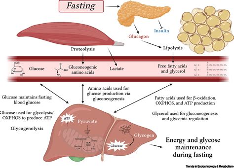 Infographic illustrating the molecular pathways involving PPARα and PCK1 in fatty acid metabolism and gluconeogenesis, and how intermittent fasting influences them.