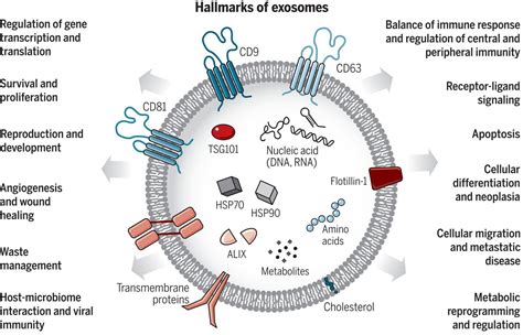 Diagram illustrating the structure and function of exosomes in cell communication.
