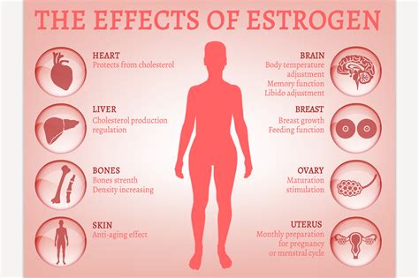 Illustration showing the effects of estrogen decline on skin structure