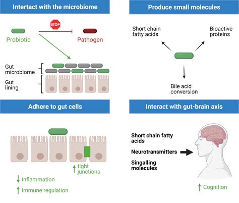 diagram showing how probiotics interact with the gut lining and immune cells