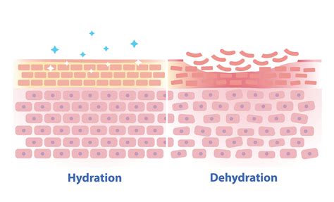 visual comparison of skin hydration levels with and without probiotic support