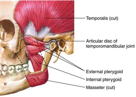 Diagram illustrating the temporomandibular joint (TMJ) and surrounding facial muscles.