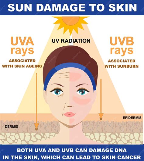 Infographic illustrating the difference between UVA and UVB rays and their effects on the skin.