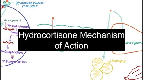 Diagram illustrating the mechanism of action of hydrocortisone in the body