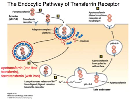 Schematic illustration of the transferrin receptor-mediated endocytosis pathway for DNA uptake.