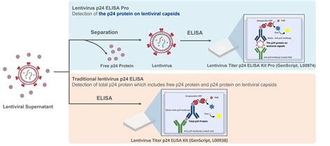 Figure 2. Functional lentivirus titer is increased with excess transferrin. HEK-293T cells were transfected with 2nd generation lentivirus plasmids and total lentivirus vectors were harvested 48 hours later and titered by functional transduction assay with HT-1080 cells analyzed by flow cytometry. Error bars represent standard deviation. OptiPEAK HEK293t is abbreviated as OptiHEK, transferrin is abbreviated as Tf.