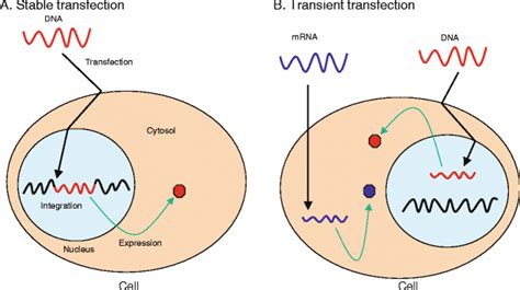 Diagram illustrating optimal passage number ranges for different cell types in transfection experiments.