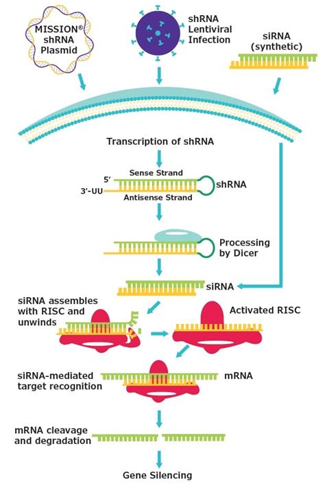 Flowchart illustrating a strategy for co-transfection of DNA and siRNA.