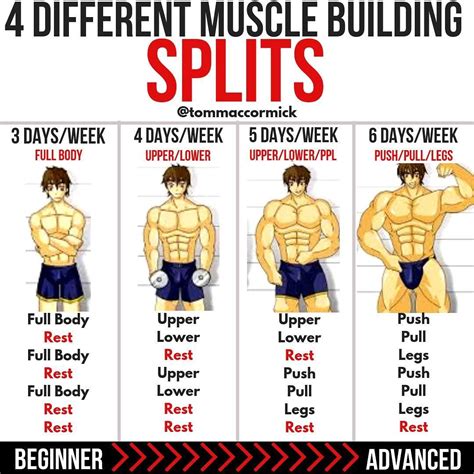 Infographic detailing Mike Rashid's workout split for different muscle groups