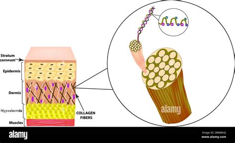 Illustration showing the structure of collagen in the skin.