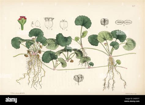 Botanical illustration of Centella Asiatica plant