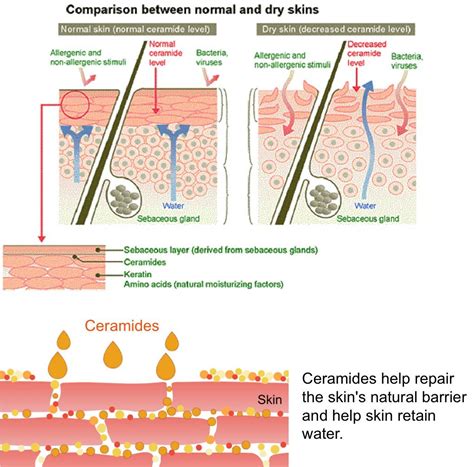 A graphic illustrating the skin barrier with ceramides filling gaps and phytosphingosine highlighted.