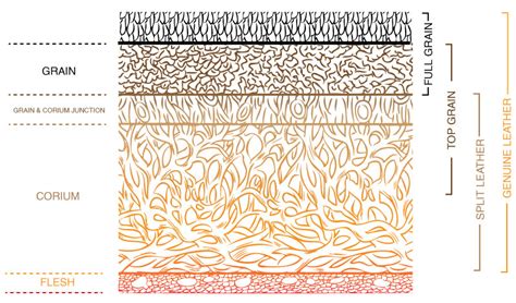 diagram showing the different layers of a leather hide: full grain, top grain, and split