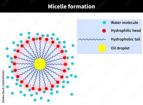 Infographic illustrating micelle formation and gel thickening