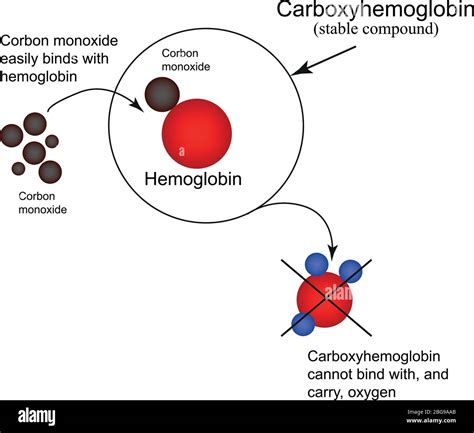 diagram illustrating the process of carbon monoxide binding to hemoglobin, displacing oxygen