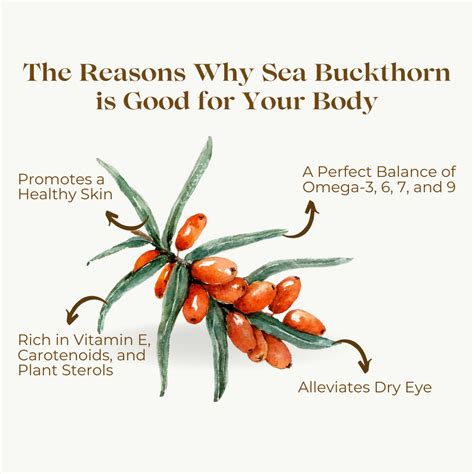Infographic detailing the benefits of the key ingredients like sea buckthorn, rosehip, and algae.